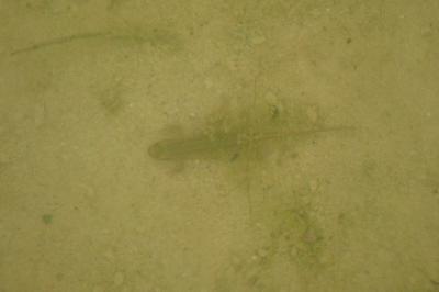 Lissotriton helveticus