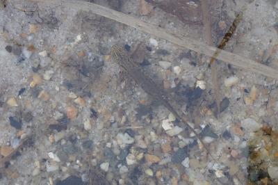 Lissotriton helveticus