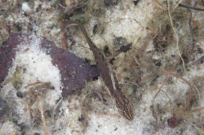 Lissotriton helveticus