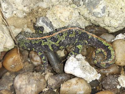 Triturus marmoratus