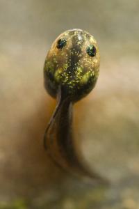 amphibiens1772307654