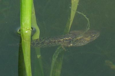 amphibiens1772308292