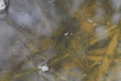 Lissotriton helveticus