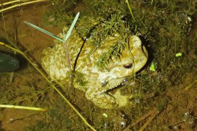 Bufo spinosus