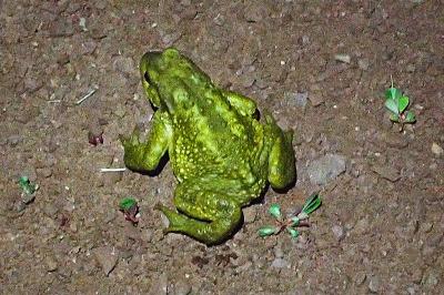 Bufo spinosus
