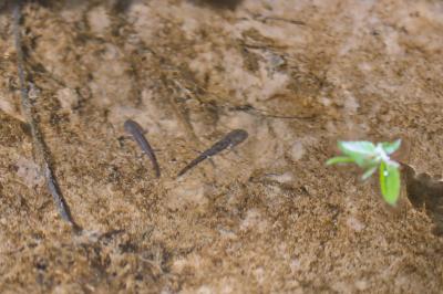 Salamandra salamandra