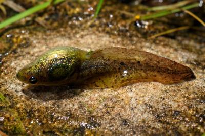Pelophylax