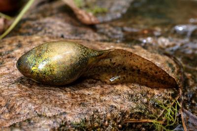 Pelophylax