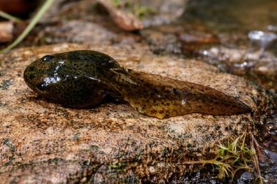Pelophylax