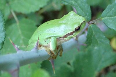 Hyla meridionalis
