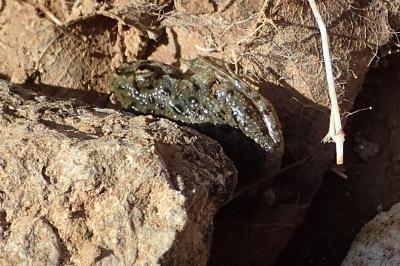 Pelodytes punctatus