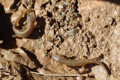 Lissotriton helveticus