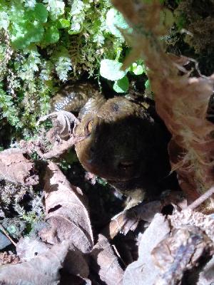 Bufo spinosus