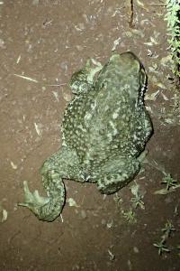 Bufo spinosus