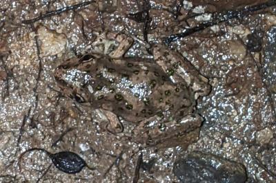 Pelodytes punctatus