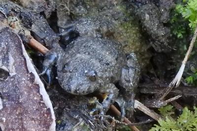 Bombina variegata