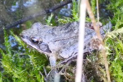 Rana dalmatina