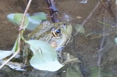 Pelophylax