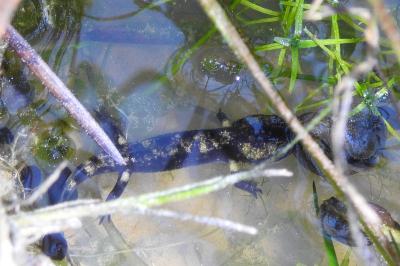 Salamandra salamandra
