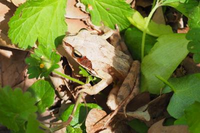 Rana dalmatina