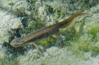 Lissotriton helveticus