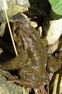 Bufo spinosus