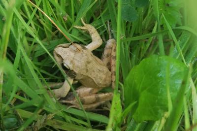 Rana dalmatina