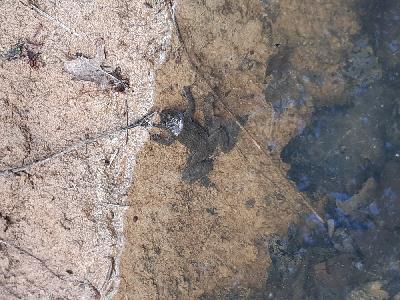 Bombina variegata
