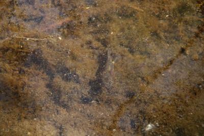 Salamandra salamandra