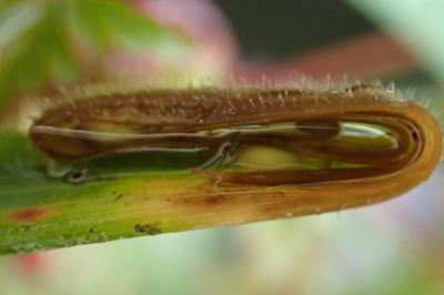 amphibiens1776458702