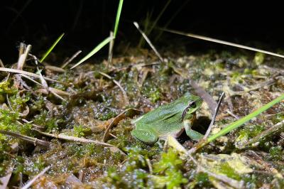 amphibiens1777364323