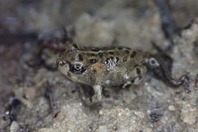 Epidalea calamita