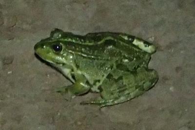 Pelophylax