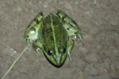 Pelophylax