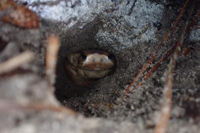 Bufo spinosus