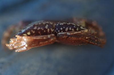 Pelophylax