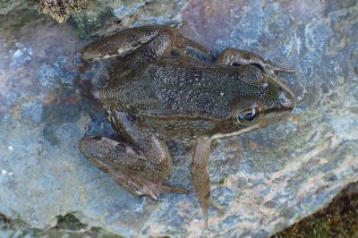 Pelophylax