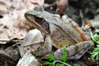 Rana dalmatina