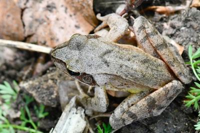 Rana dalmatina