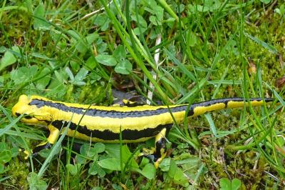 Salamandra salamandra fastuosa