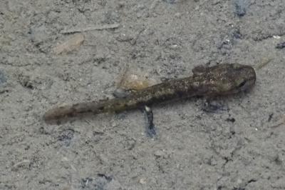 Salamandra salamandra fastuosa