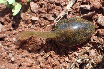 Pelophylax