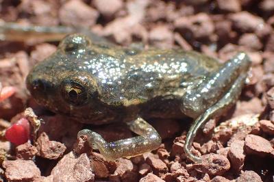 Pelodytes punctatus