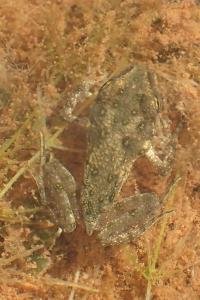 Pelodytes punctatus