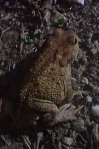 Bufo spinosus