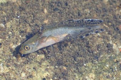Triturus marmoratus