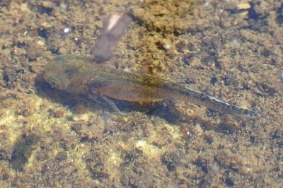 Triturus marmoratus