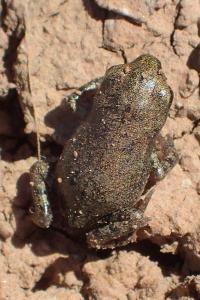 Bufo spinosus / Epidalea calamita