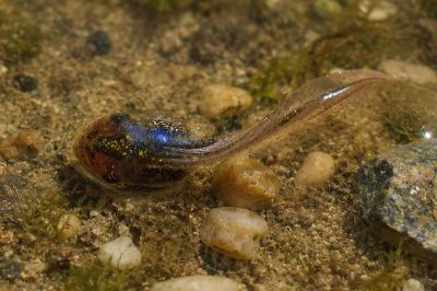 Hyla meridionalis