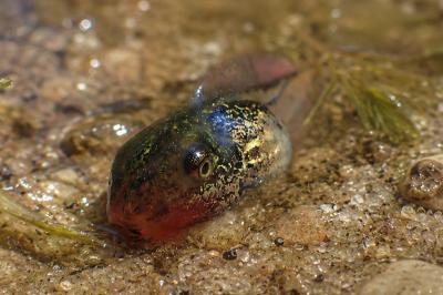 Hyla meridionalis